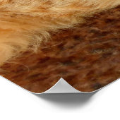 Siesta - Relaxing Cat Poster (Hoek)