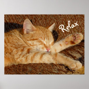 Siesta - Relaxing Cat Poster
