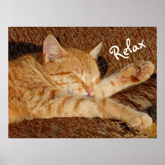 Siesta - Relaxing Cat Poster (Voorkant)