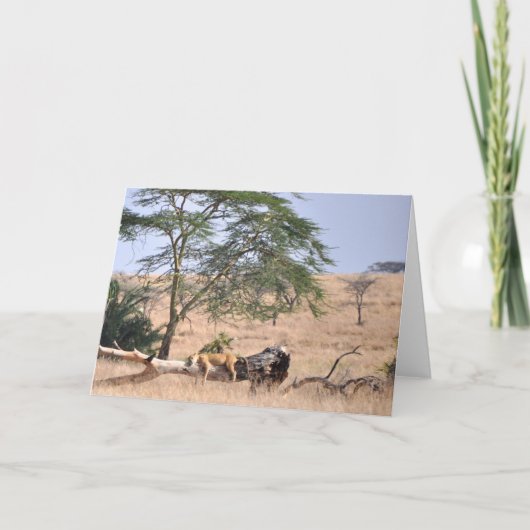 Siesta, Serengeti Kaart (Voorkant)