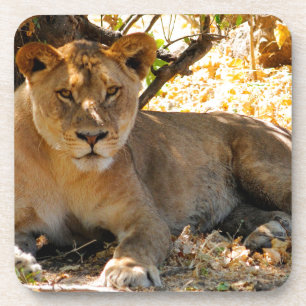 Siesta Time Drankjes Onderzetter