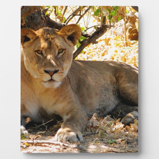 Siesta Time Fotoplaat (Voorkant)