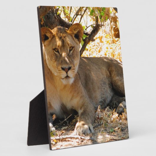 Siesta Time Fotoplaat (Zijkant)