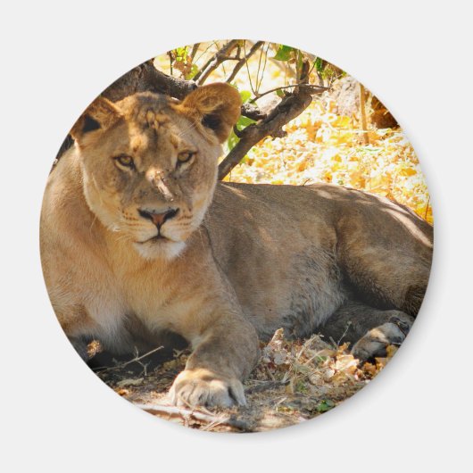 Siesta Time Magneet (Voorkant)