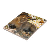 Siesta Time Tegeltje (Zijkant)