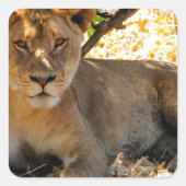 Siesta Time Vierkante Sticker (Voorkant)