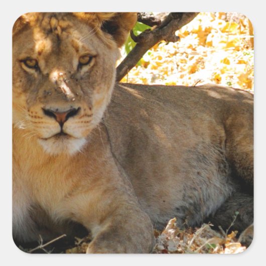 Siesta Time Vierkante Sticker (Voorkant)