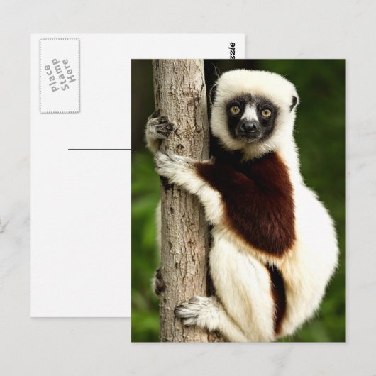 Sifaka Lemur in het Madagaskarbos Briefkaart (Voorkant / Achterkant)