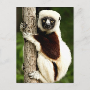 Sifaka Lemur in het Madagaskarbos Briefkaart