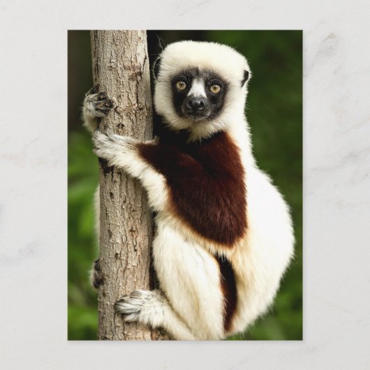 Sifaka Lemur in het Madagaskarbos Briefkaart (Voorkant)