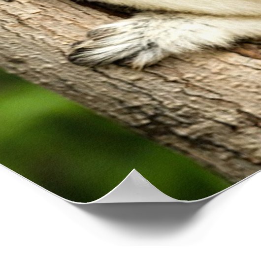 Sifaka Lemur in Madagascar Forest Poster (Hoek)