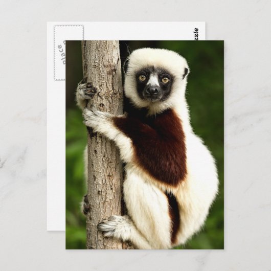 Sifaka Lemur in Madagaskar bos Briefkaart (Voorkant / Achterkant)