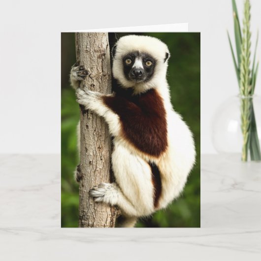 Sifaka Lemur in Madagaskar bos Kaart (Voorkant)