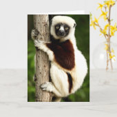 Sifaka Lemur in Madagaskar bos Kaart (Gele Bloem)