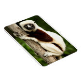 Sifaka Lemur in Madagaskar bos Magneet (Rechterzijde)