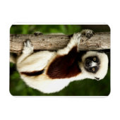 Sifaka Lemur in Madagaskar bos Magneet (Horizontaal)