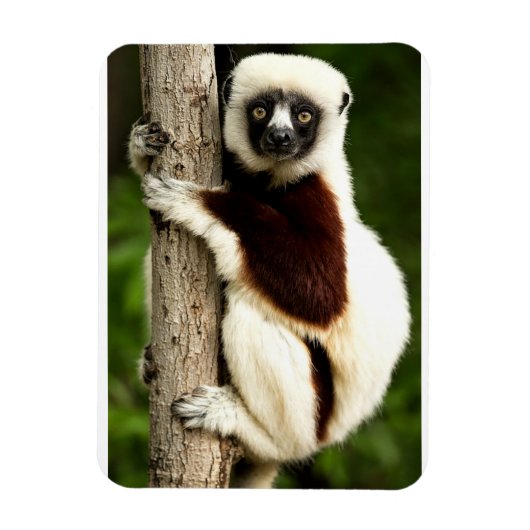 Sifaka Lemur in Madagaskar bos Magneet (Verticaal)