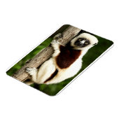 Sifaka Lemur in Madagaskar bos Magneet (Linkerzijde)