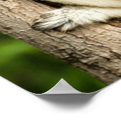 Sifaka Lemur in Madagaskar bos Poster (Hoek)