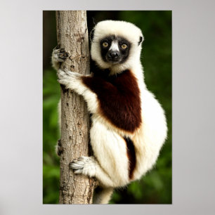 Sifaka Lemur in Madagaskar bos Poster