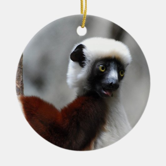 Sifaka Lemur Ornament (Voorkant)