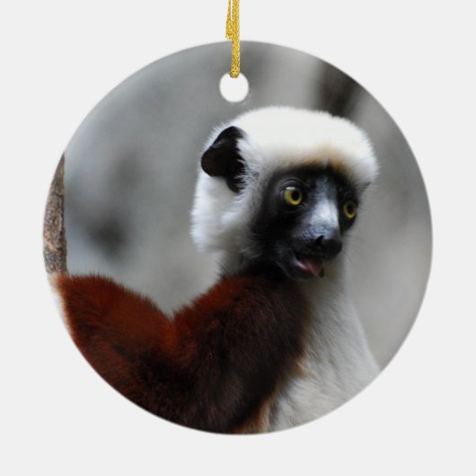 Sifaka Lemur Ornament (Achterkant)