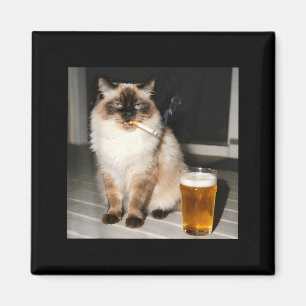 Sigaar Kat Grappige Lapjeskat Rokkende Kitten Bij Magneet