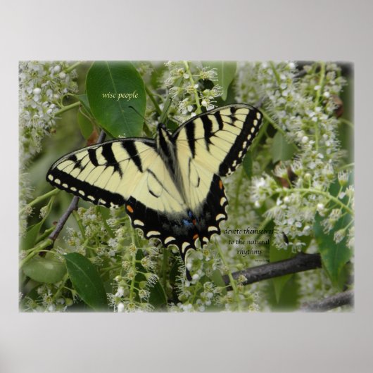 SIGH_ets_loa_P5140161g Poster (Voorkant)