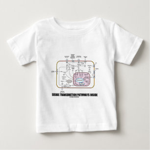 Signaaltransductieroutes binnenin (celbiologie)