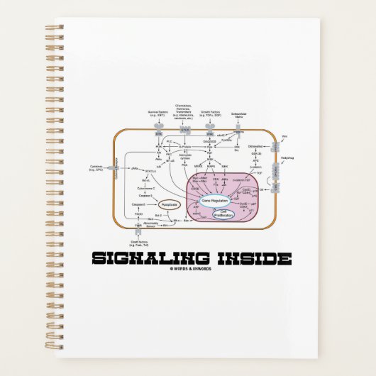 Signalering binnen signaaltransductieroutes planner (Voorkant)