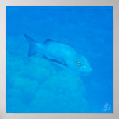 Signalering van Great Barrier Reef Bohar Snapper F Poster (Voorkant)