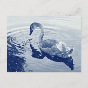 Signet Swan - Digitaal cyanotype Briefkaart