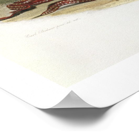 Sih-Chida en Mahchsi-Karehde, Mandan Indians, pla Poster (Hoek)