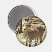 Sika Deer マ ネ ッ ト Magneet (Voorkant / Achterkant)