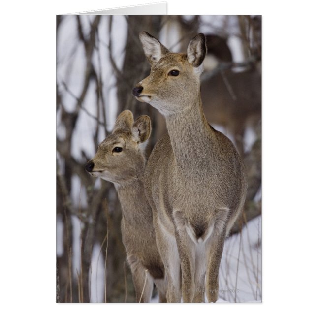 Sika Deer Doe and Young, Hokkaido, Japan (Voorkant)