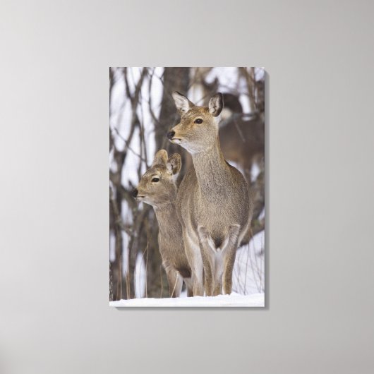 Sika Deer Doe and Young, Hokkaido, Japan Canvas Afdruk (Voorkant)