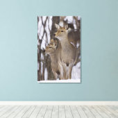 Sika Deer Doe and Young, Hokkaido, Japan Canvas Afdruk (Insitu (Houten vloer))