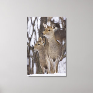 Sika Deer Doe and Young, Hokkaido, Japan Canvas Afdruk
