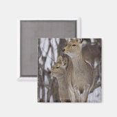 Sika Deer Doe and Young, Hokkaido, Japan Magneet (Voorkant / Achterkant)