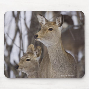 Sika Deer Doe and Young, Hokkaido, Japan Muismat