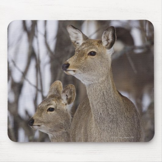 Sika Deer Doe and Young, Hokkaido, Japan Muismat (Voorkant)