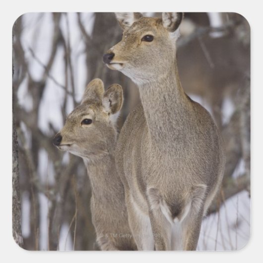Sika Deer Doe and Young, Hokkaido, Japan Vierkante Sticker (Voorkant)