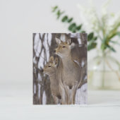 Sika Deer Doe & Young | Hokkaido, Japan Briefkaart (Staand voorkant)