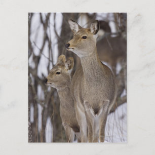 Sika Deer Doe & Young   Hokkaido, Japan Briefkaart