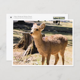 Sika Deer in Nara Park ポストカード Briefkaart