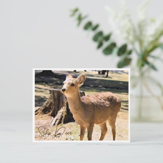 Sika Deer in Nara Park ポストカード Briefkaart (Staand voorkant)