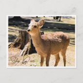 Sika Deer in Nara Park ポストカード Briefkaart (Voorkant)