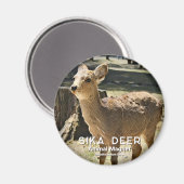 Sika Deer magneet (Voorkant / Achterkant)