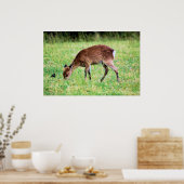 Sika Deer Poster (Keuken)