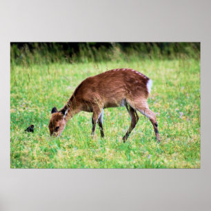 Sika Deer Poster